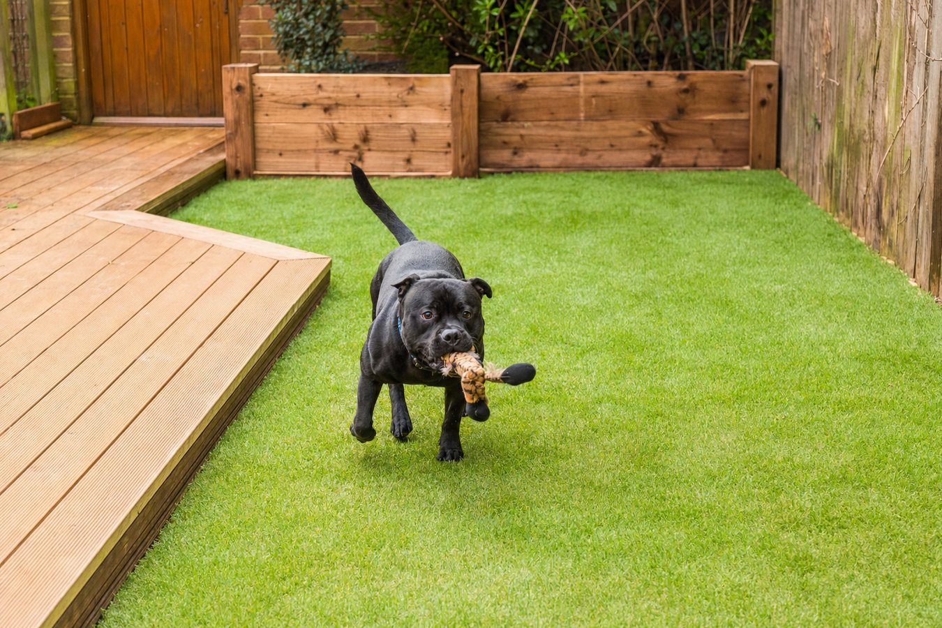 Pet-friendly turf